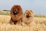 CHOW CHOW 034